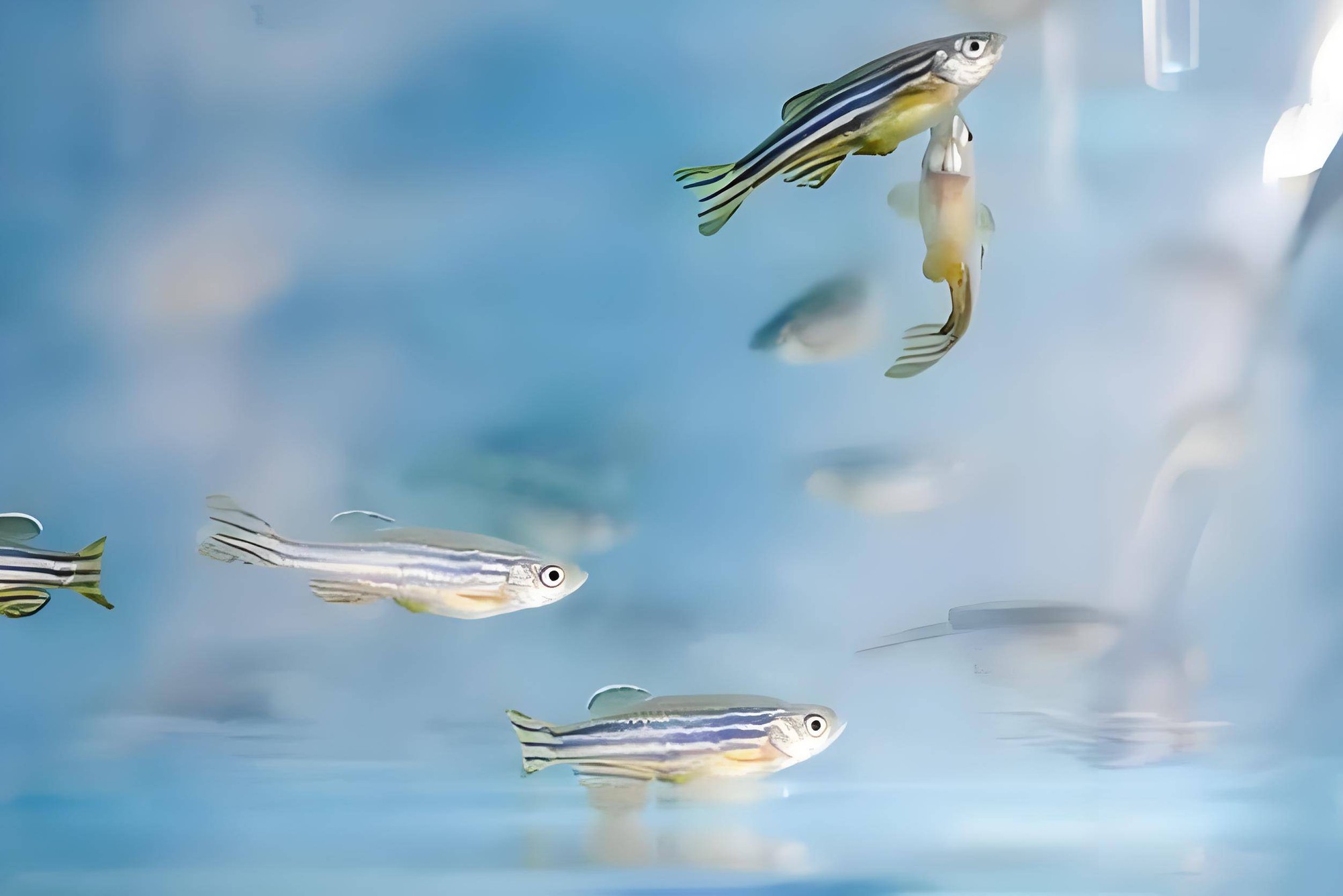 Tại sao Trung Quốc chọn cá ngựa vằn từ Ấn Độ thay vì cá medaka bản địa để nuôi trong không gian?- Ảnh 5. Tại sao Trung Quốc chọn cá ngựa vằn từ Ấn Độ thay vì cá medaka bản địa để nuôi trong không gian?- Ảnh 5.