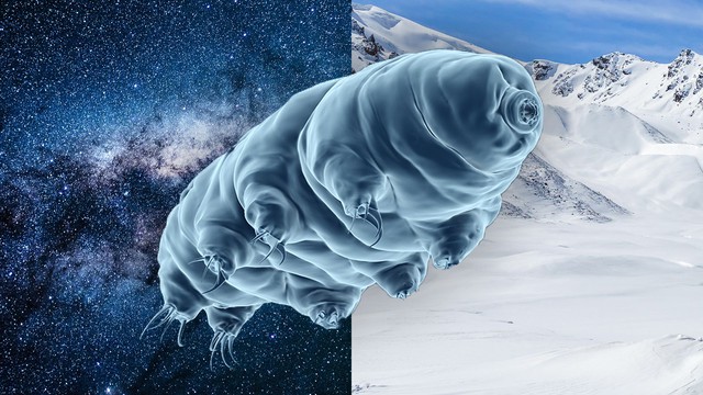 Bí mật của tardigrade bất tử: Một sinh vật không sợ bất kỳ thử thách nào! - Ảnh 2. Bí mật của tardigrade bất tử: Một sinh vật không sợ bất kỳ thử thách nào! - Ảnh 2.
