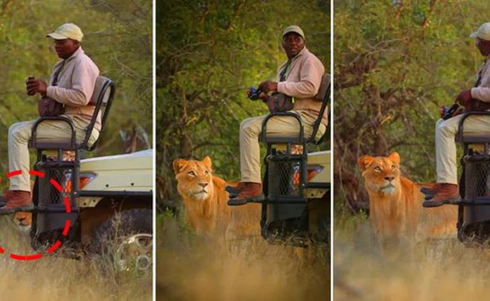 Tại sao sư tử không tấn công người trong xe safari?